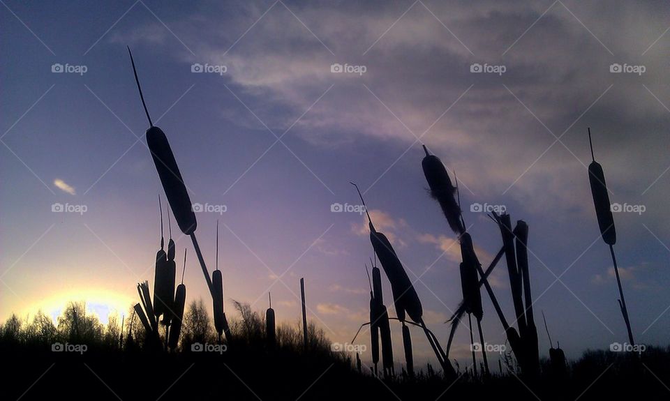 Bulrushes