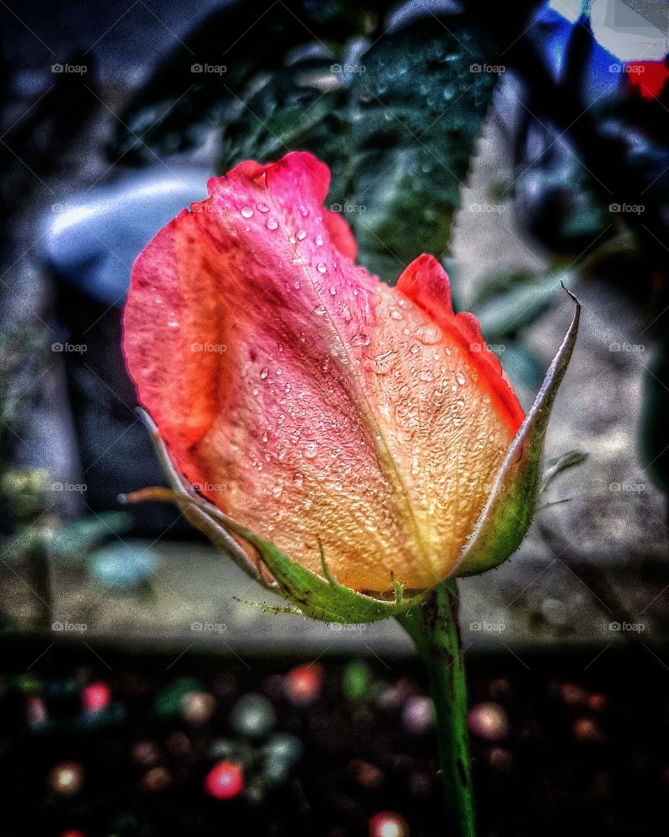 Wet rose