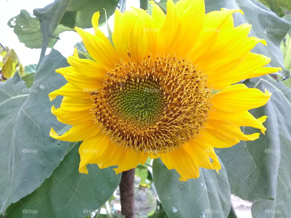 Sun flower the beauty of fresh flowers and unique shapes
