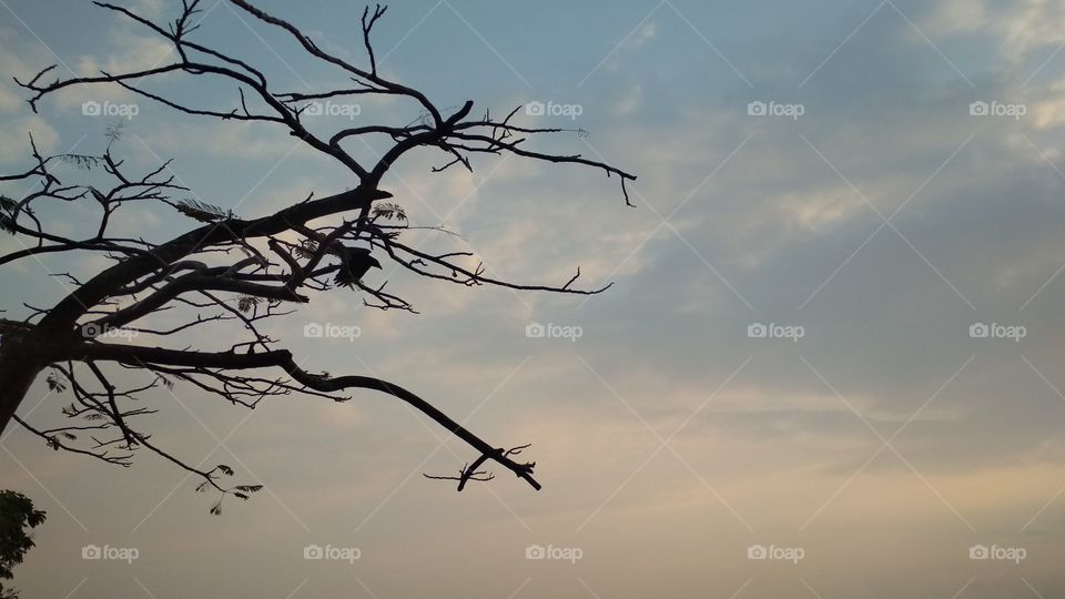 sky Bird evening tree (Kochi Kerala)