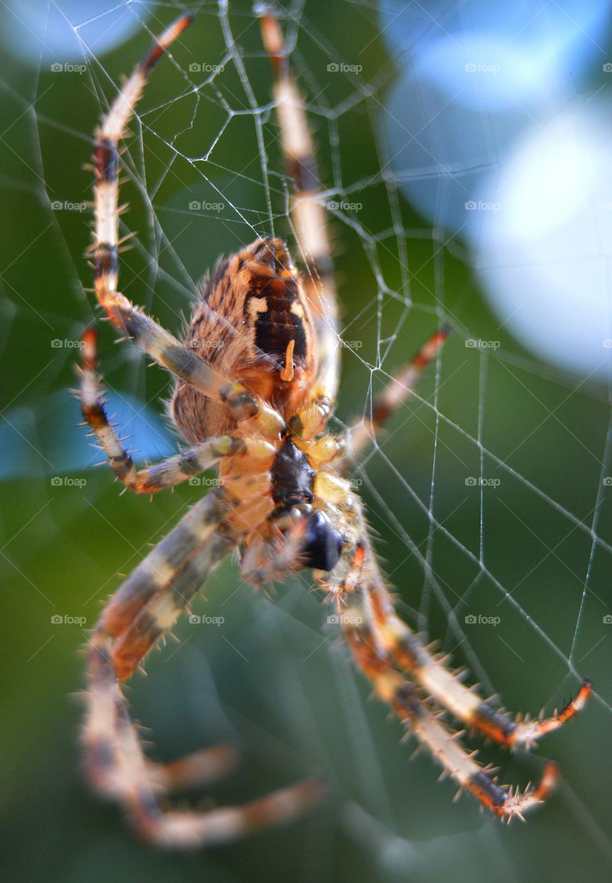 Spider on its web