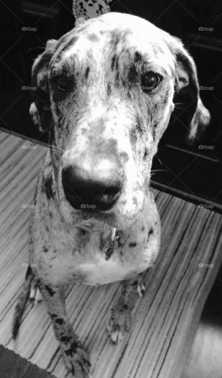 Close-up of a dogs head sitting