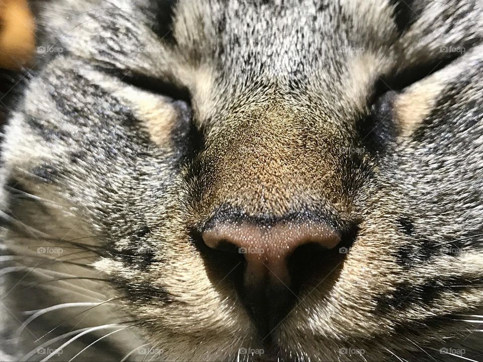 Close up of a sleeping cat