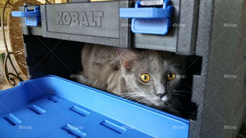 Cat in Tool Box