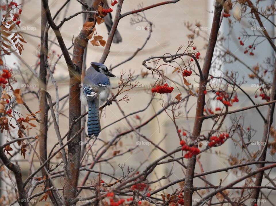 Blue jay perched on tree with red berries
