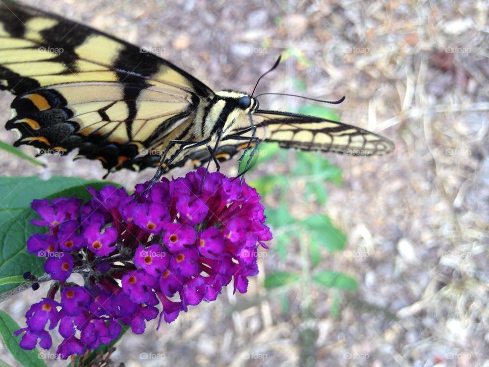 Butterfly close up