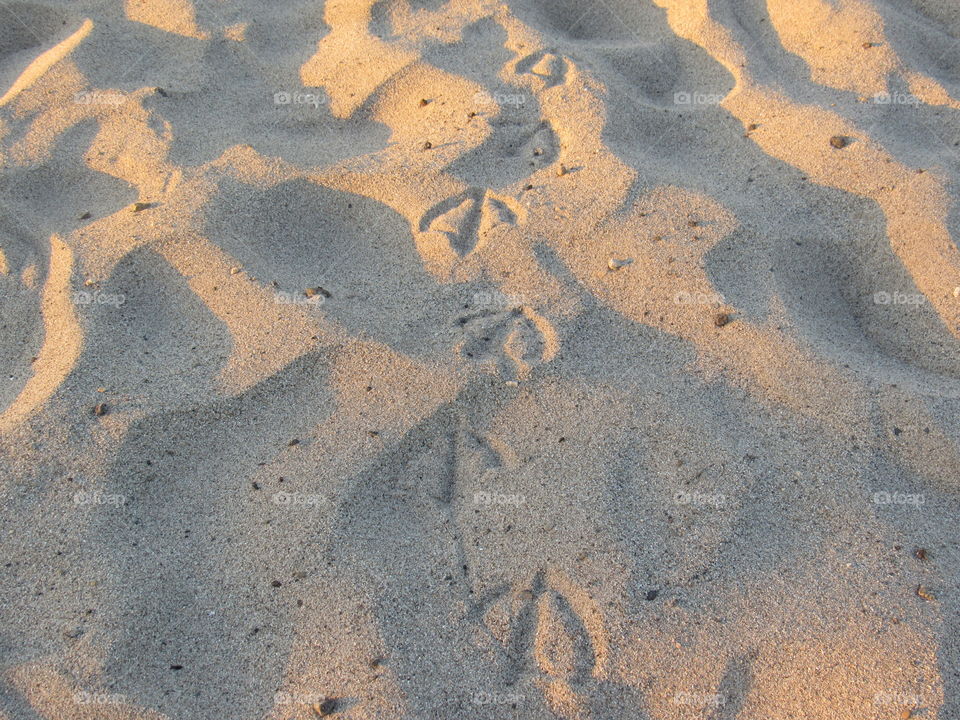 sandy prints