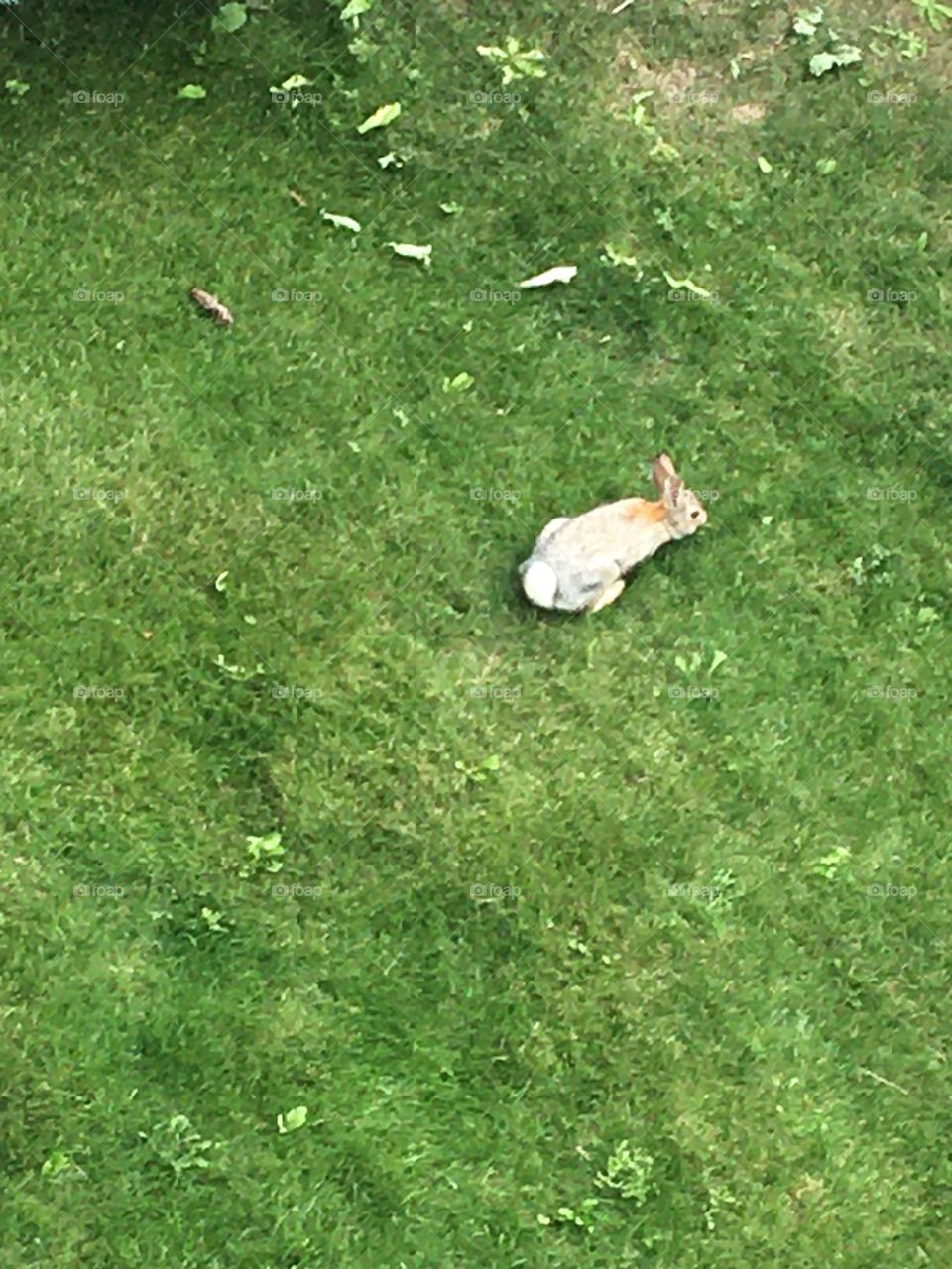 A view from above this playful, furry, brown and white bunny rabbit in lush green grass