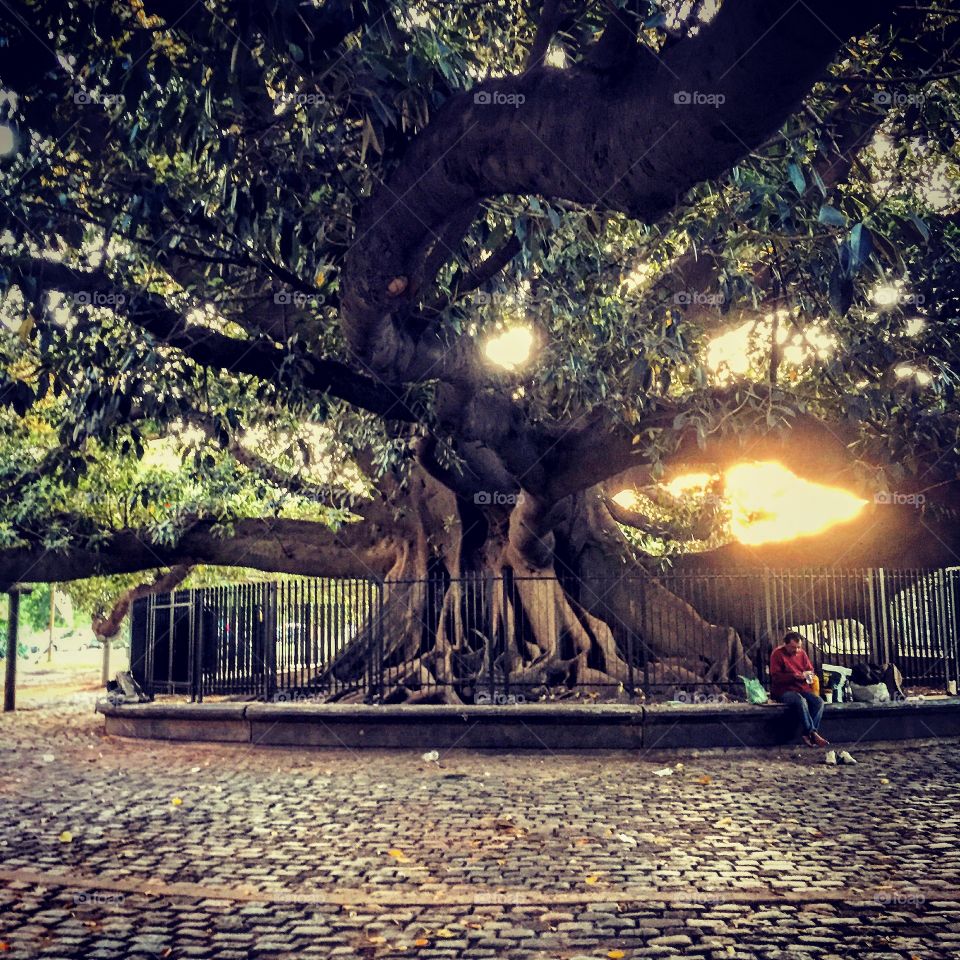 Oldest tree in Buenos Aires 