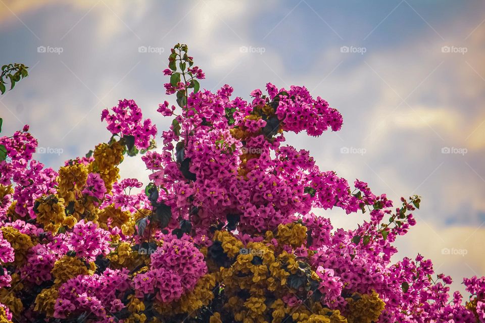 Sky over a blooming tree