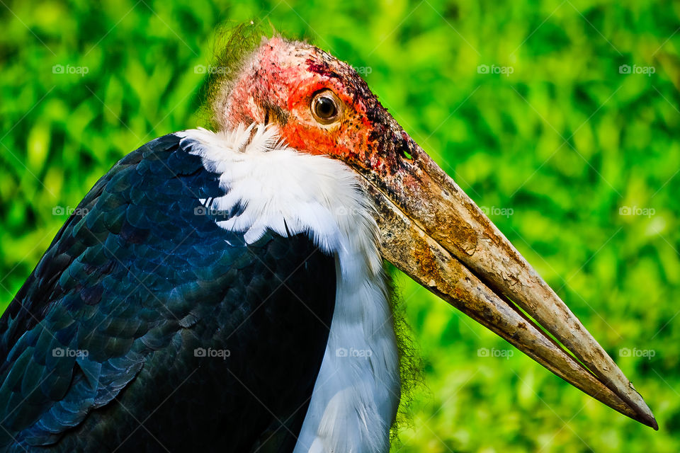 Marabou Stork, perfect imperfections