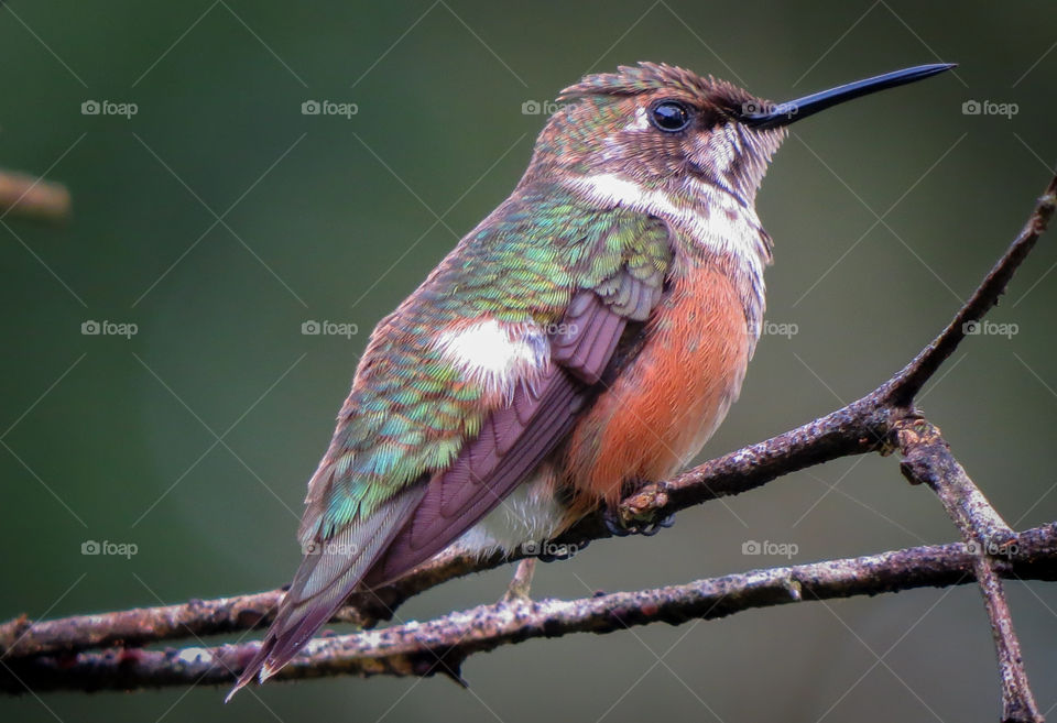 Estrelinha-ametista beija flor aves do Brasil pássaros pássaros do birdwatching natureza