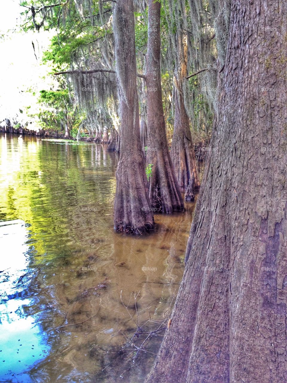 Peaceful. Caddo Lake, Texas