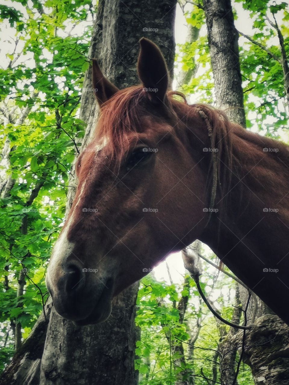 Green plant flower beauty nature greens outdoor horse wild portrait
