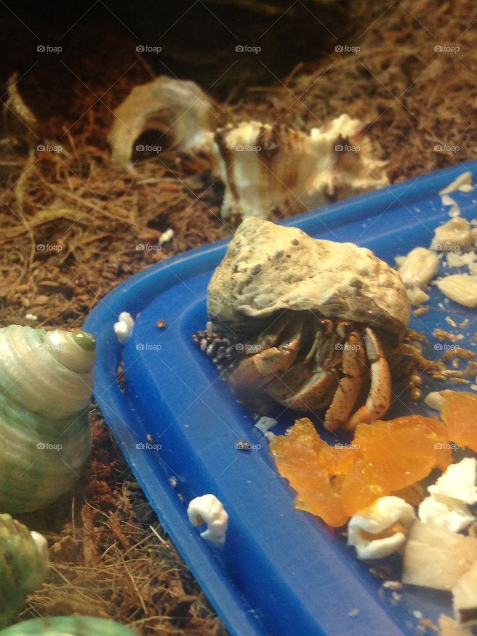 Hermit crab eating