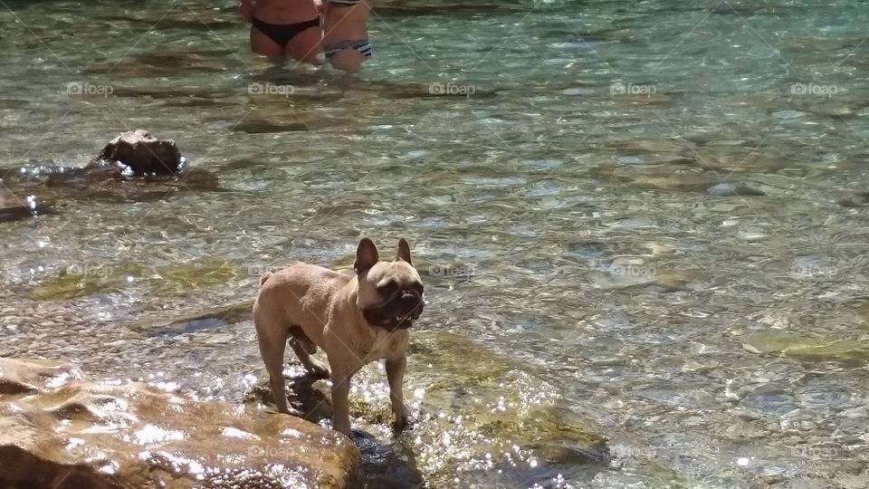 Bulldog on the beach