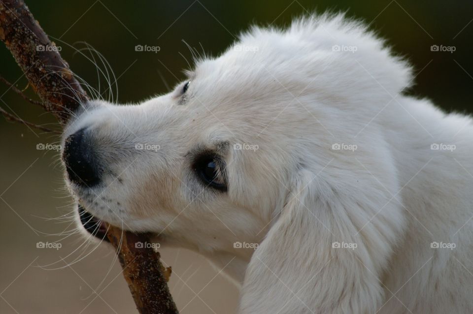 Animal, Mammal, Dog, Portrait, Nature