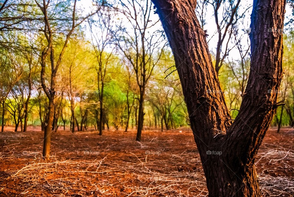 Autumn trees in fores