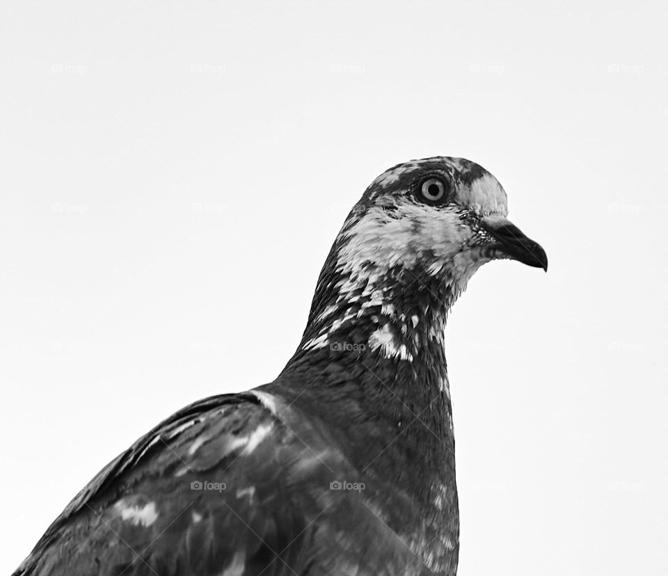 Dove - Bird Photography - BW style 