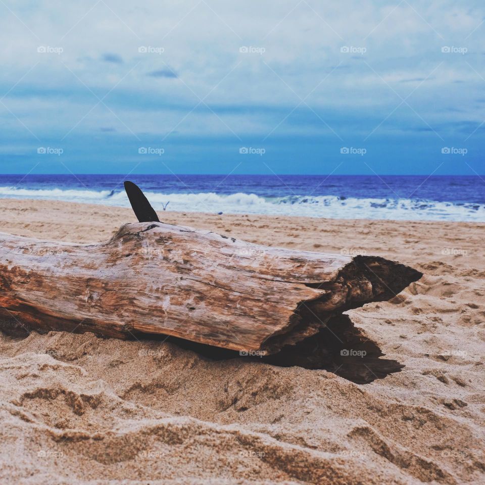 Driftwood on the beach, Sandy beaches of New York, walking on the beaches of Long Island 