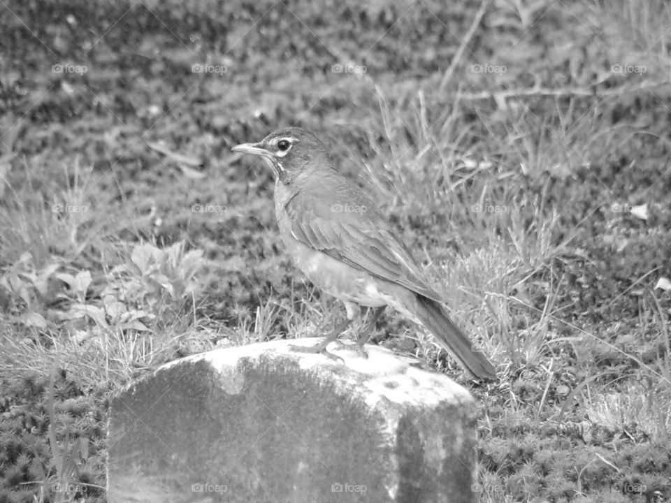 Robin in black and white 