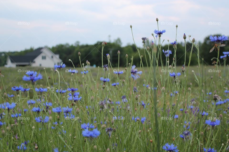 Carolina flowers