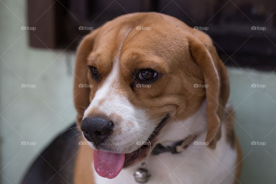 Beagle pet dog closed up  head