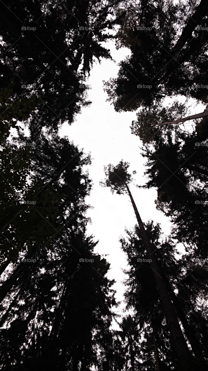 trees