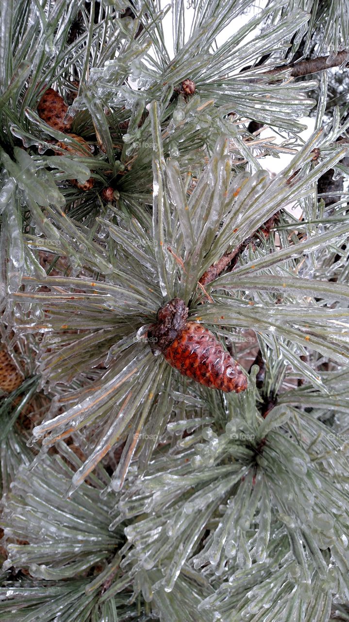 Christmas, Winter, Tree, Pine, Nature