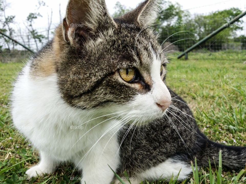 Close-up of a cat