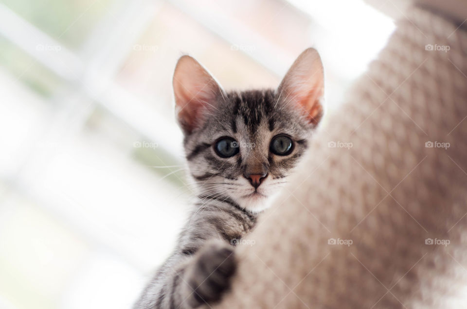 Low angle view of kitten