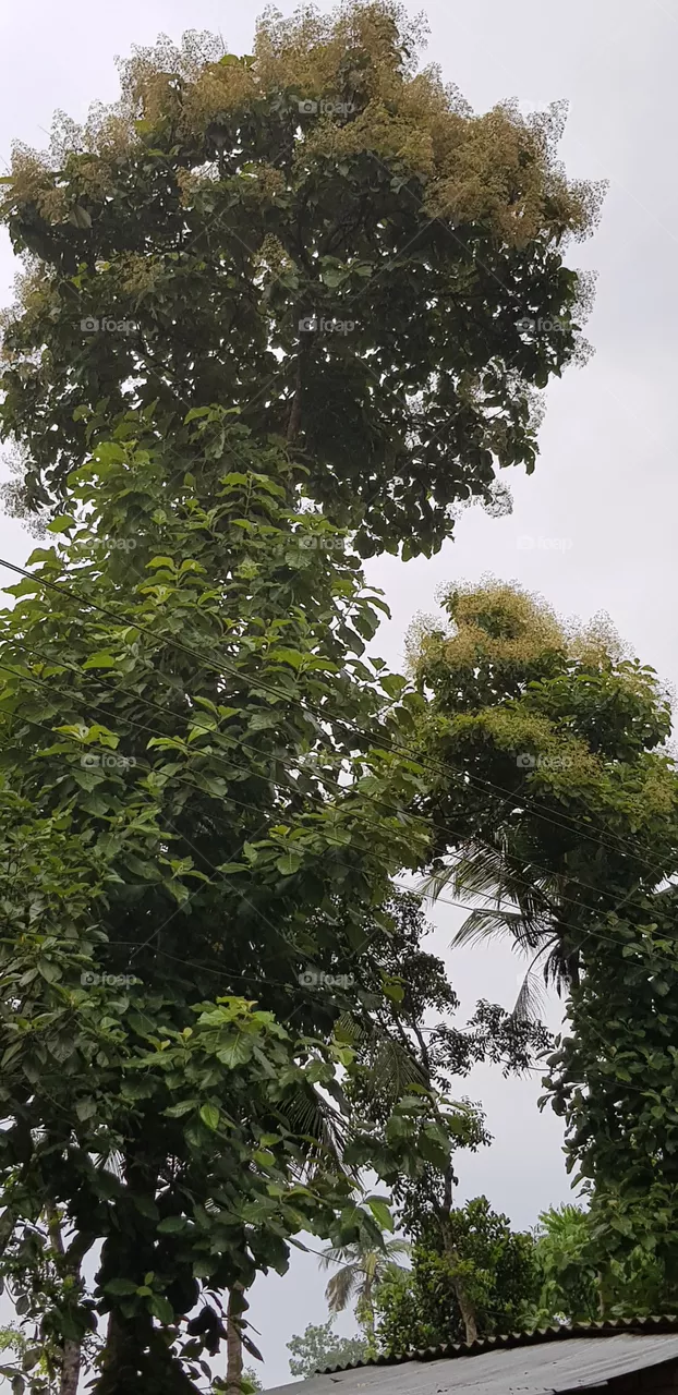 plant