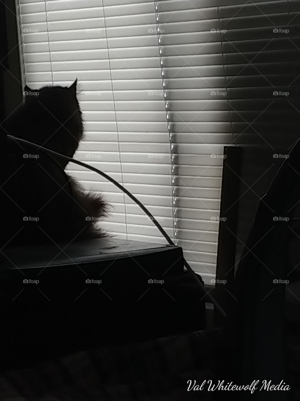 TV black male cat window wire