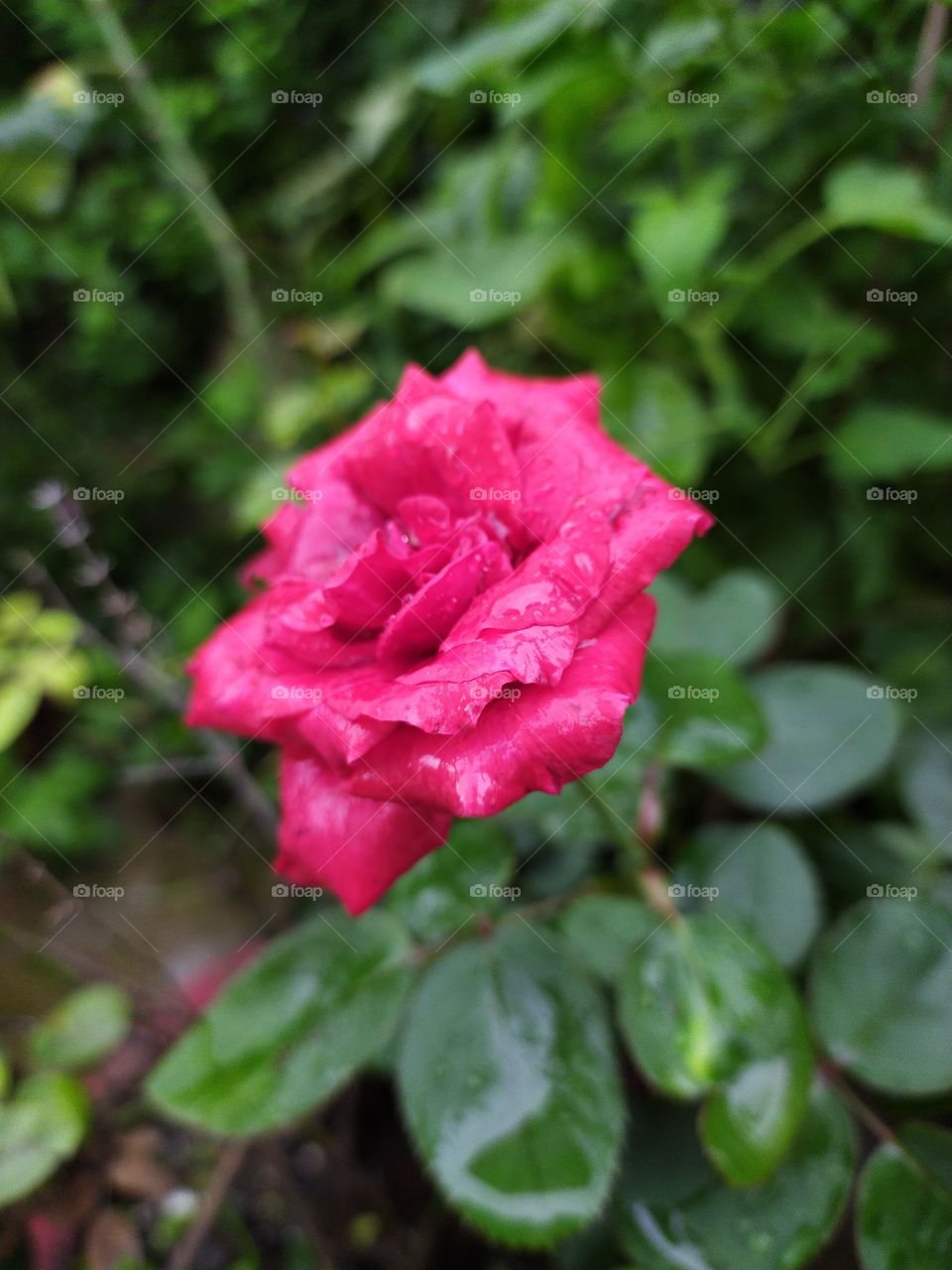 Magnificence of rose drenched in rain