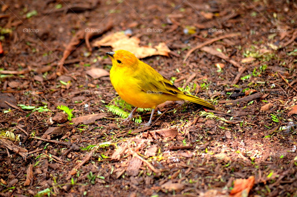 yellow bird