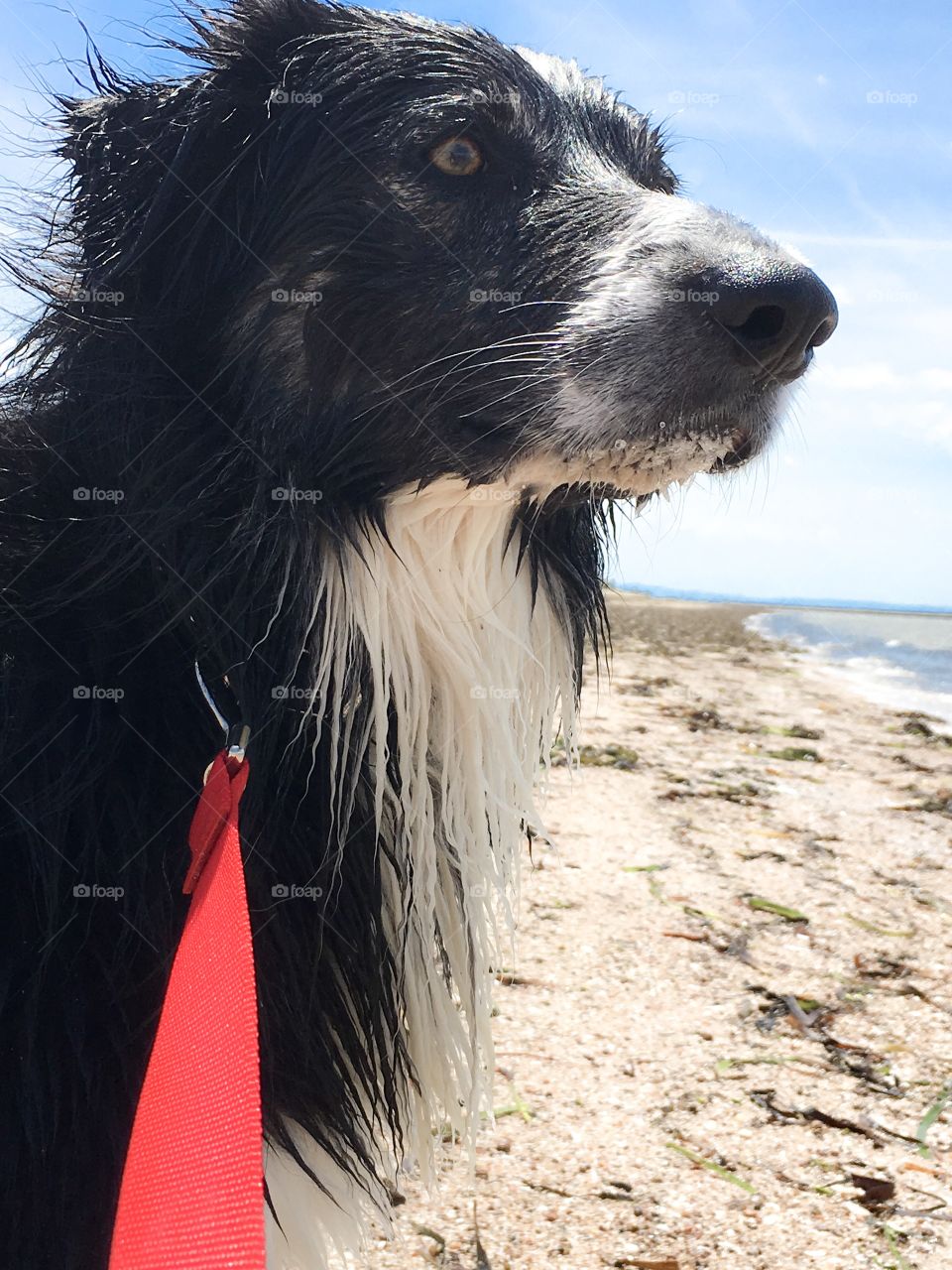 Walking the dog in the surf along the beach, a quick pause to check out the birds 