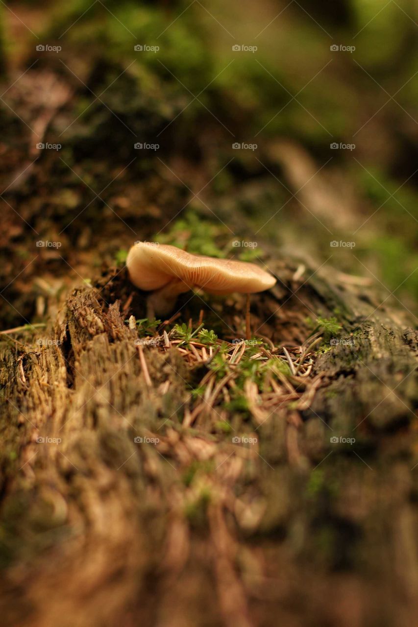 Tree mushroom growing on a fallen tree in the mountains