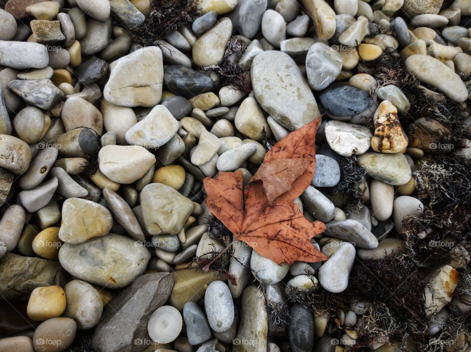 A piece of pebble beach. Autumn leaf on the stones.