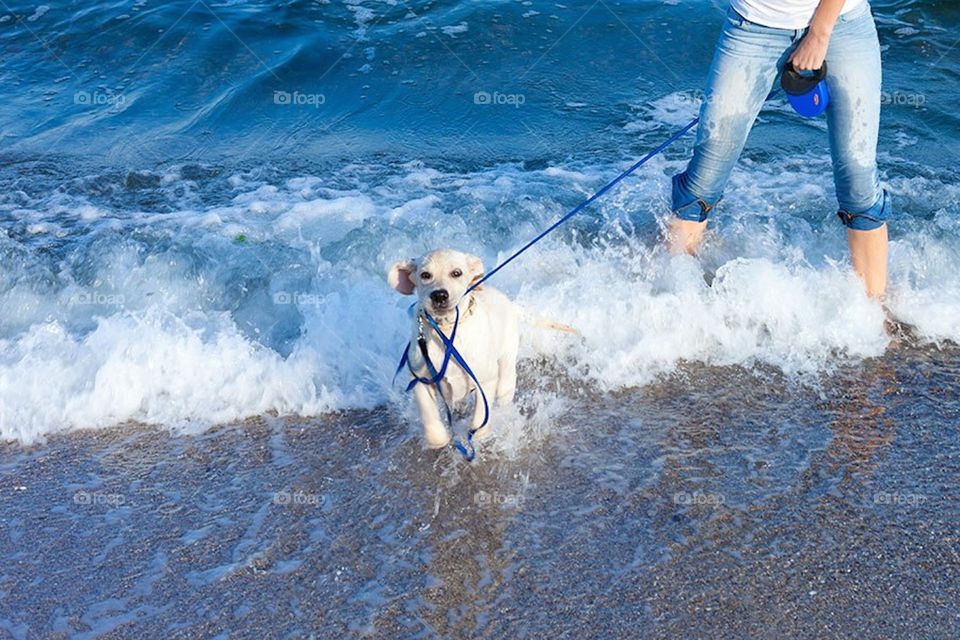 Dog in the beach
