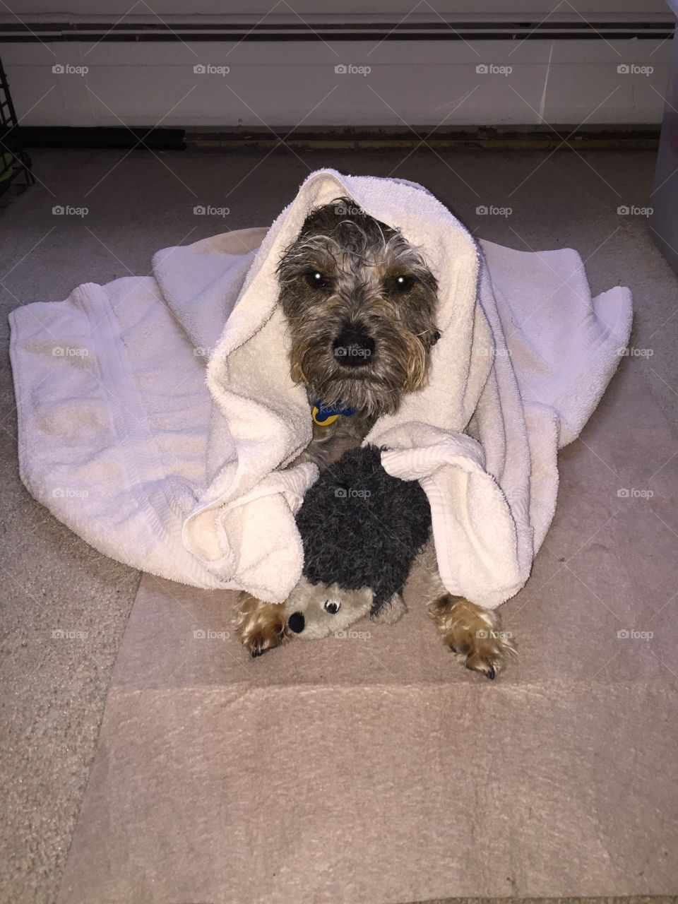 Wrapped in a towel, snuggling with my toy, drying off after my bath