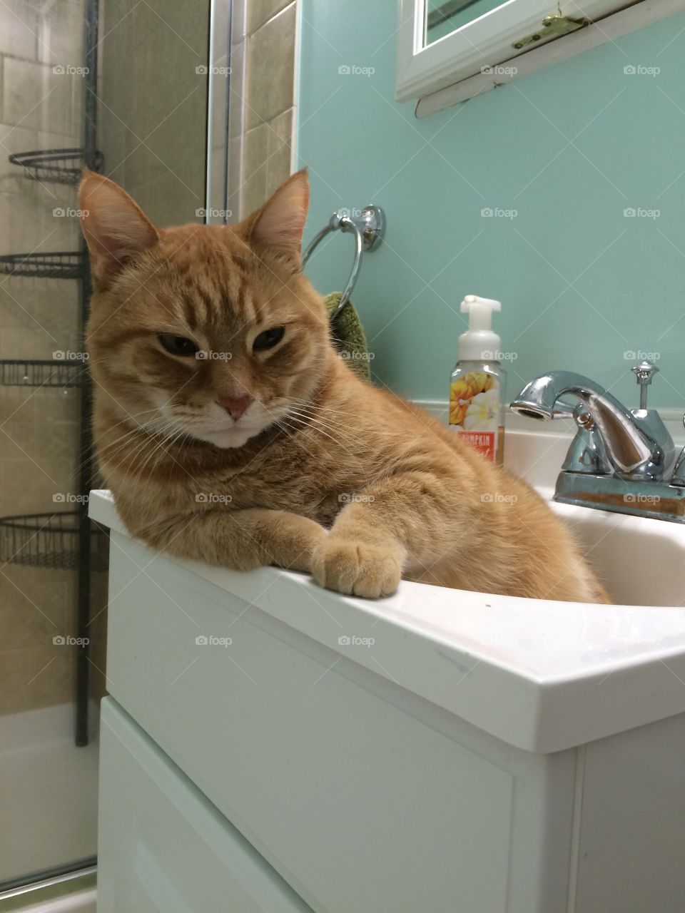 Cat, Indoors, Domestic, Portrait, Family