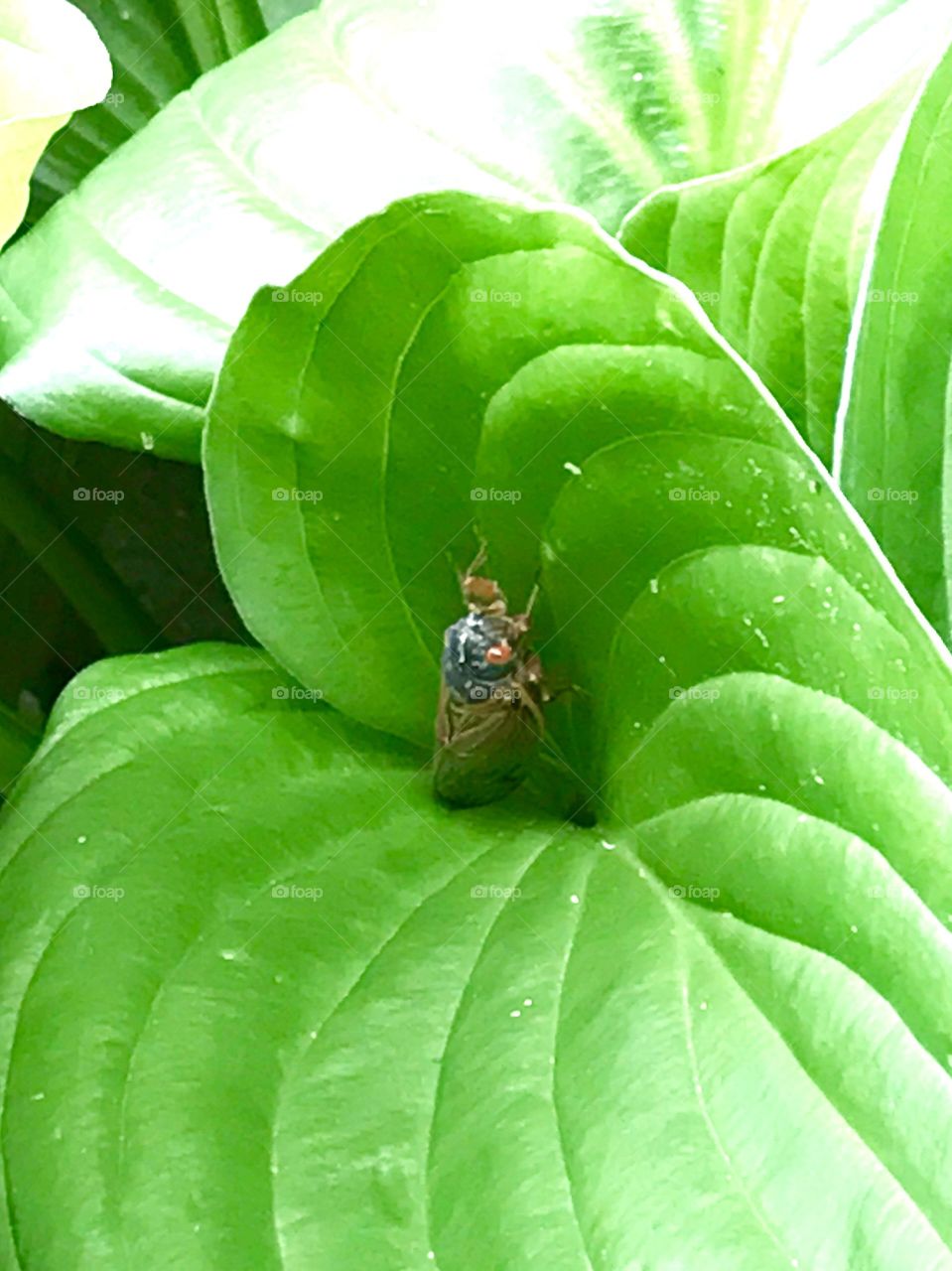 Cicada in hosta leaf