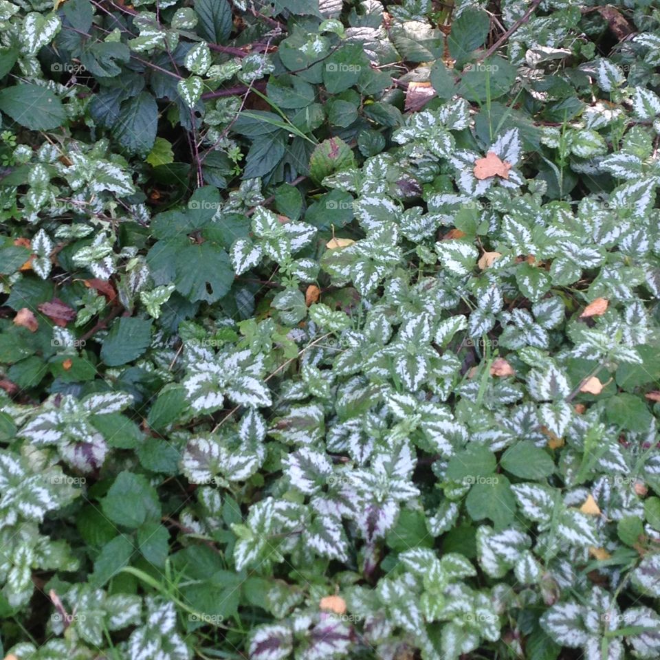 Plants on the forest floor