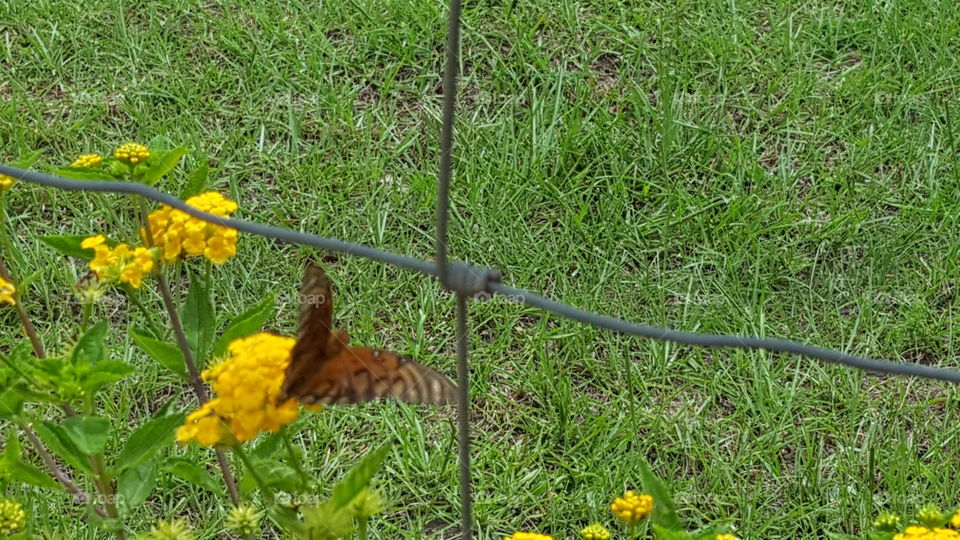 Butterfly Behind the Fence