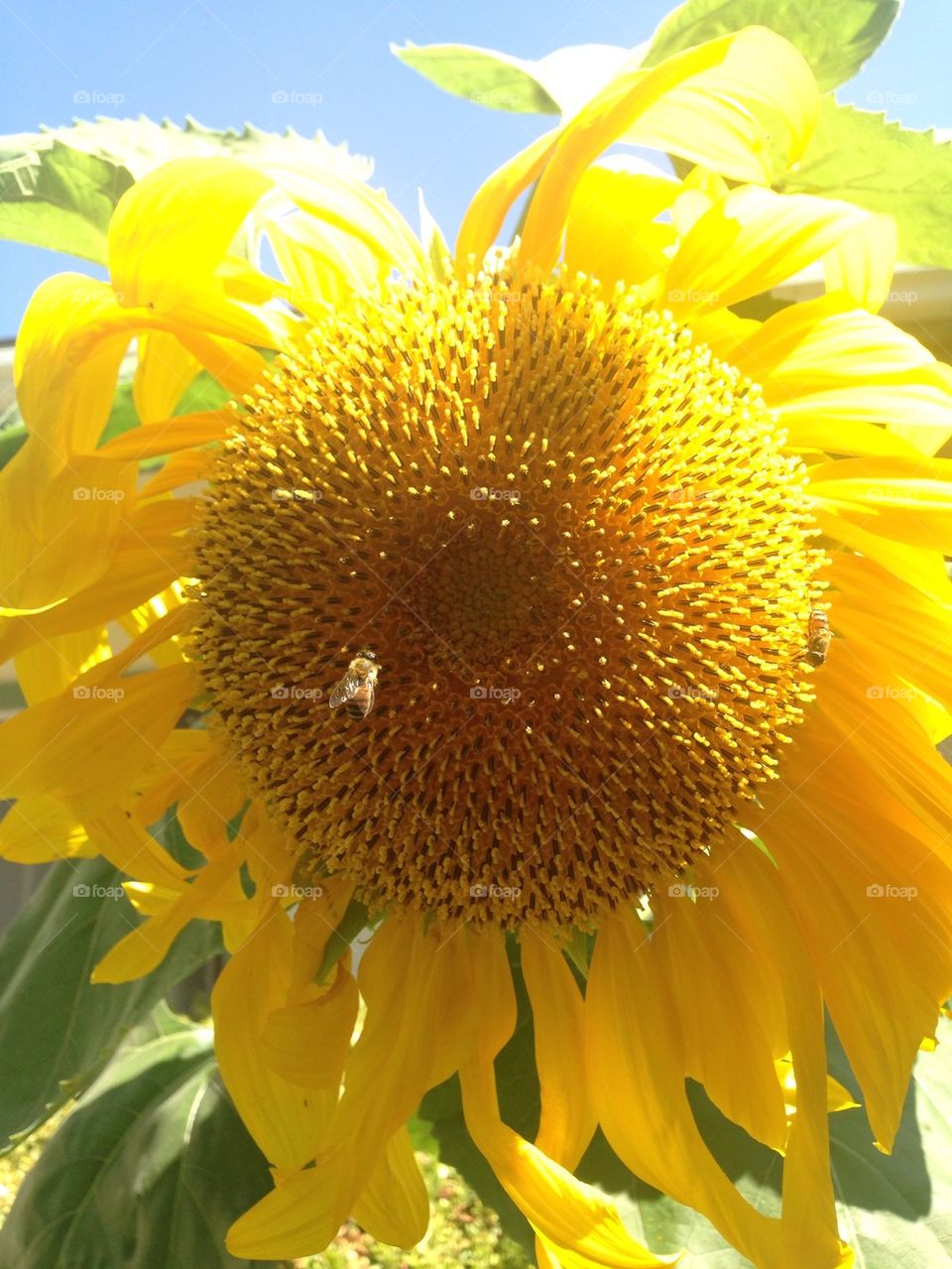 LA Sunflower