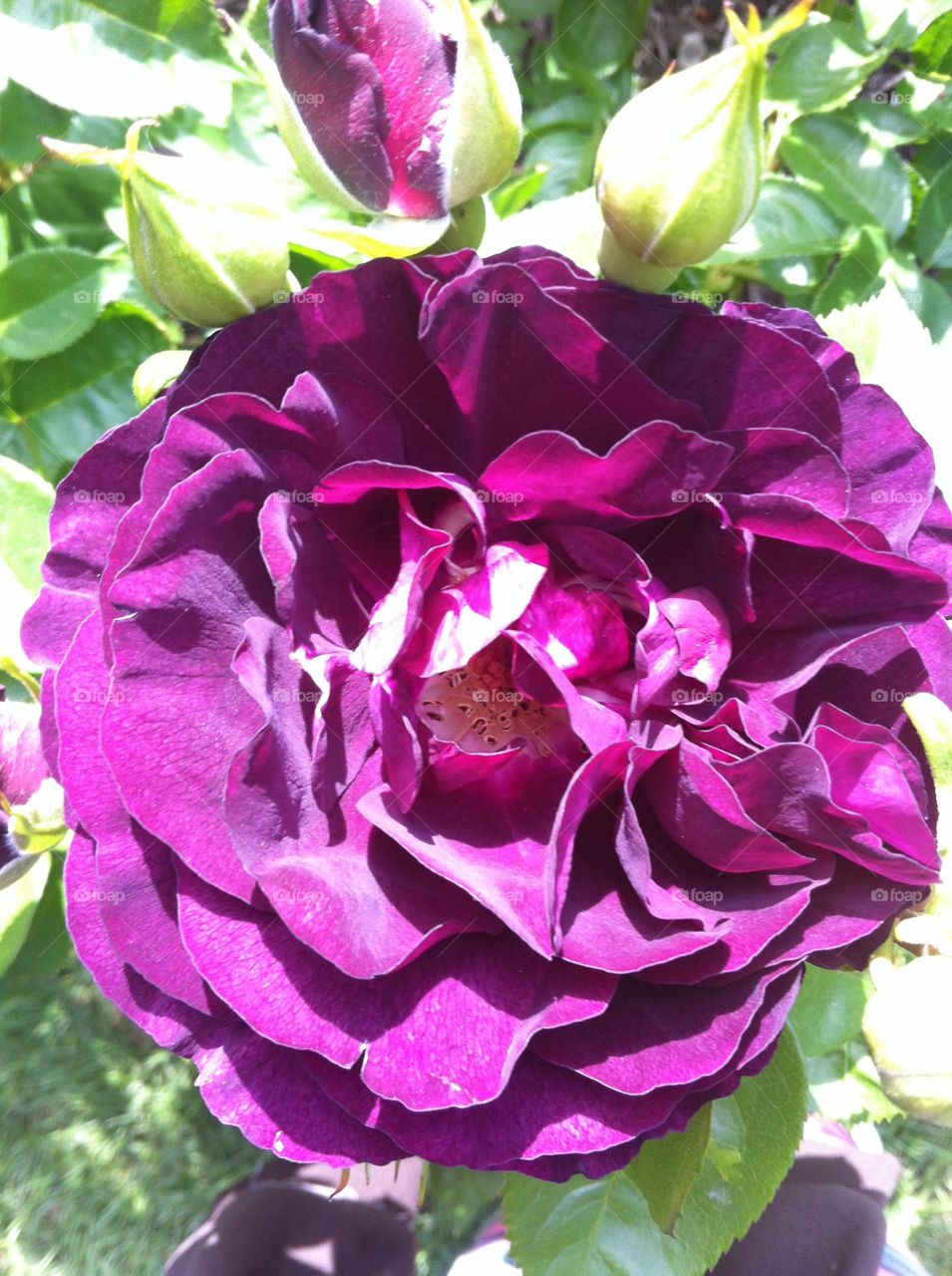 Purple Rose close up spring flowers