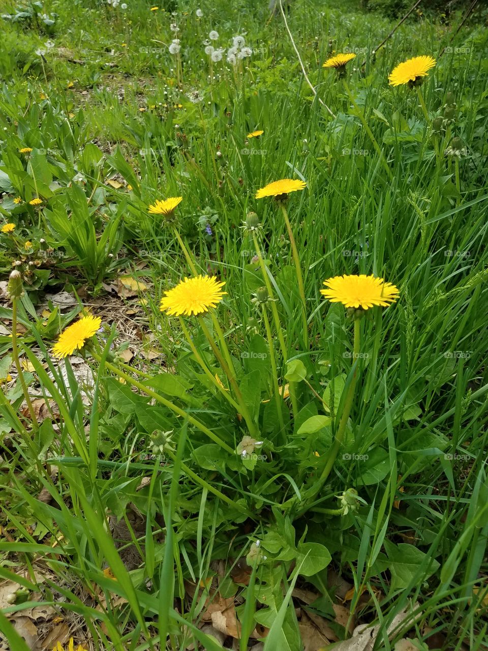 Dandelion blossoms