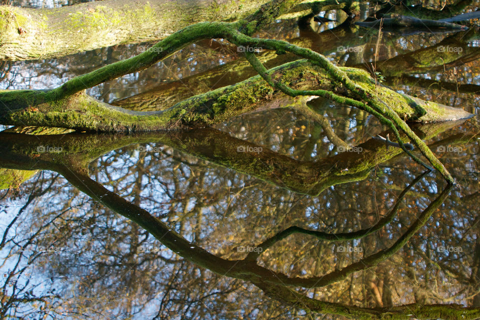 Reflections in the water