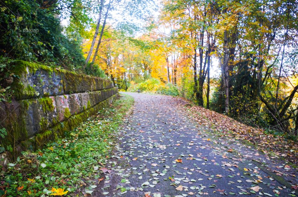 Autumn walkway 