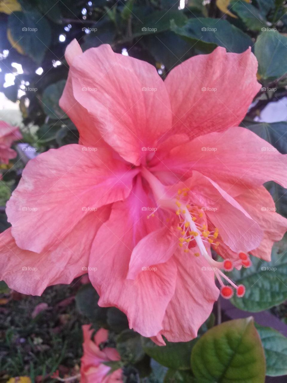 hibiscus profile . hibiscus 